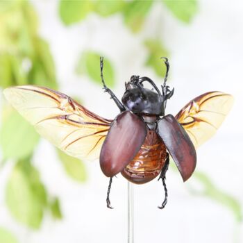 Devil Horned Rhinoceros Beetle Spreadwing Insect Bug Entomology Taxidermy Bell Jar, 2 of 4