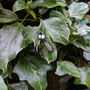Mistletoe Enamel Pin, thumbnail 3 of 5