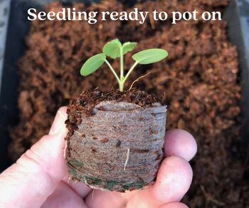 New Beginnings Gift Box With Seeds, Wax Melt And Inspirational Postcard Letterbox Gift, 9 of 10