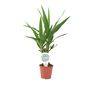 Yucca Elephantipes 12cm Easy Care Indoor Plant, thumbnail 5 of 7