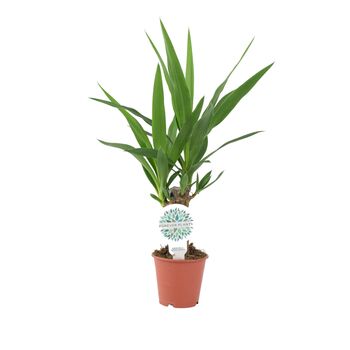 Yucca Elephantipes 12cm Easy Care Indoor Plant, 5 of 7