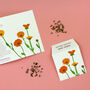 Welsh Pot Marigold Illustrated Card With Seeds, thumbnail 1 of 6
