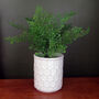 White Honeycomb Speckled Ceramic Planter Plant Pot, thumbnail 1 of 2