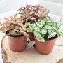 Cute Baby Terrarium Plants Plants Home Office Decor, thumbnail 5 of 5