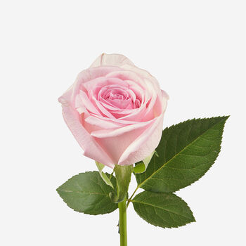 Bubblegum Petite Rose Fresh Bouquet, 2 of 2