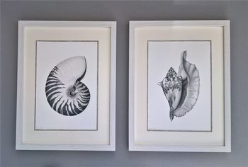 Framed Limited Edition Nautilus Shell Giclee Print, 5 of 7