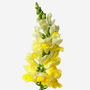 Pineapple Snapdragon Fresh Bouquet, thumbnail 2 of 2
