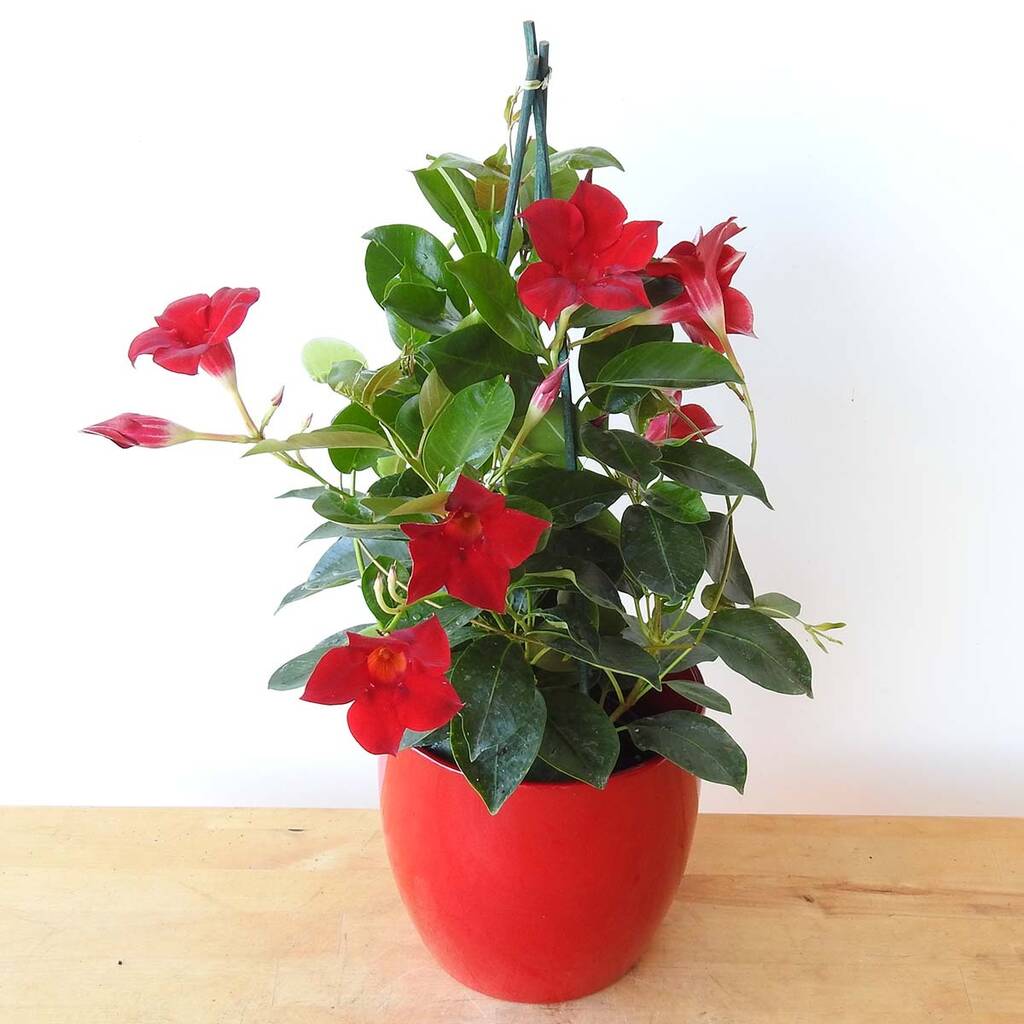Image of Dipladenia Plant Gift