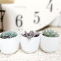 Set Of Three Small Succulents In Pots, thumbnail 1 of 8