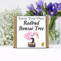 Gardening Gift. Grow Your Own Redbud Bonsai Tree, thumbnail 2 of 4
