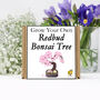 Gardening Gift. Grow Your Own Redbud Bonsai Tree, thumbnail 2 of 5