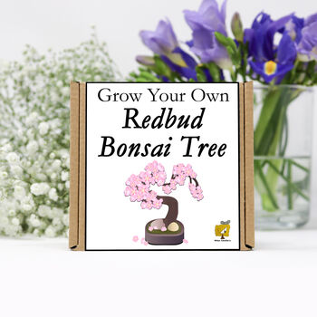 Gardening Gift. Grow Your Own Redbud Bonsai Tree, 2 of 4