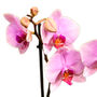 Moth Orchid Houseplant Twin Spiked Phalaenopsis Plant, thumbnail 2 of 7