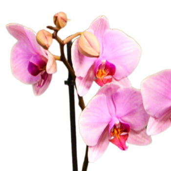 Moth Orchid Houseplant Twin Spiked Phalaenopsis Plant, 2 of 7