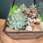 Black Pyramid Terrarium Kit With Succulent Or Cactus, thumbnail 12 of 12