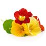 Nasturtium 'Whirlybird Mix' Three X 9cm Pots, thumbnail 5 of 5