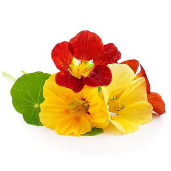 Nasturtium 'Whirlybird Mix' Three X 9cm Pots, 5 of 5