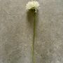 Artificial White Chrysanthemum Stem, thumbnail 2 of 5