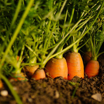Carrot 'Chantenay' 12 X Plant Pack, 5 of 6