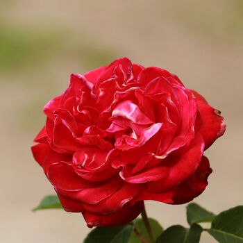 Floribunda Rose 'Remembrance' One X Five Litre Pot, 2 of 2