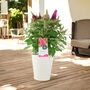 Butterfly Bush 'Little Ruby' – 5 L Pot Shrub, thumbnail 8 of 8
