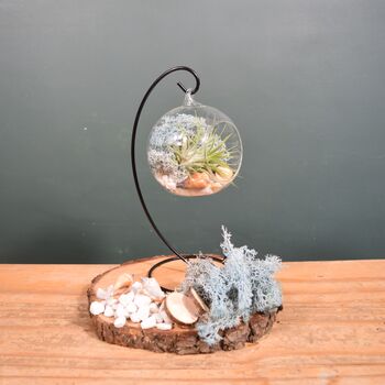 Diy Air Plant Terrarium Kit Hanging Terrarium Gift Light Blue, 3 of 9