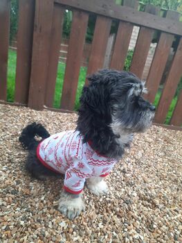 Dog Christmas Pyjamas, 4 of 9