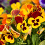 Flowers Pansy 'Radiance Red' 20 X Plant Pack, thumbnail 2 of 6