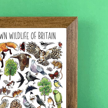 Town Wildlife Of Britain Wildlife Print, 9 of 9