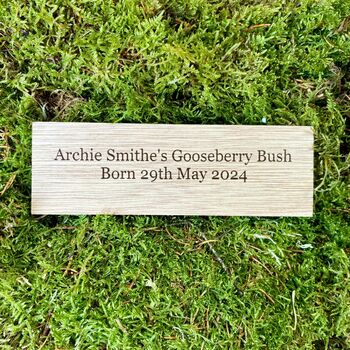 New Baby Gooseberry Bush Gift, 2 of 7