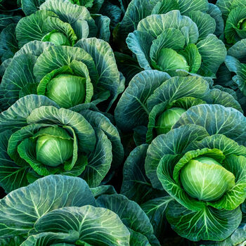Vegetable Cabbage 'Durham Early' Plug Pack, 3 of 5