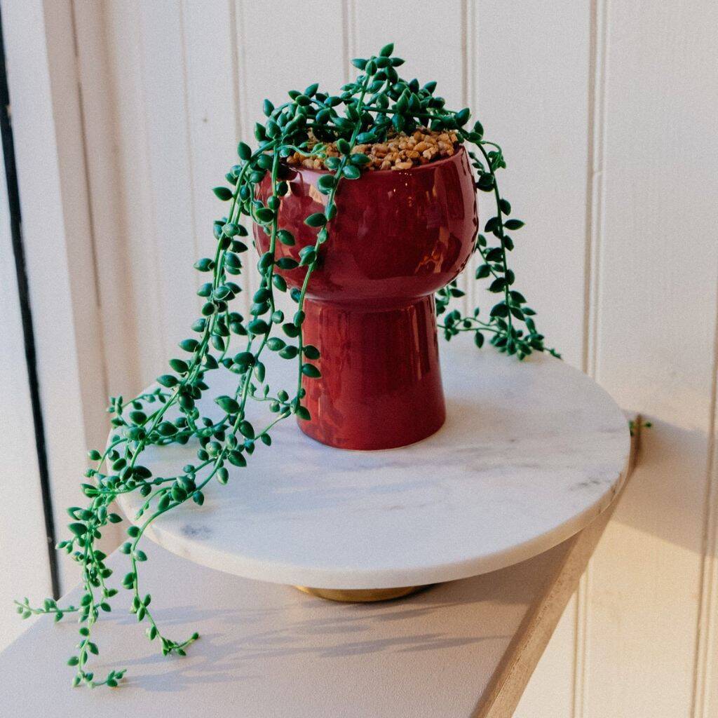 Robyn Brown Ceramic Trailing Faux Indoor Plant Pot By Ajouter Store