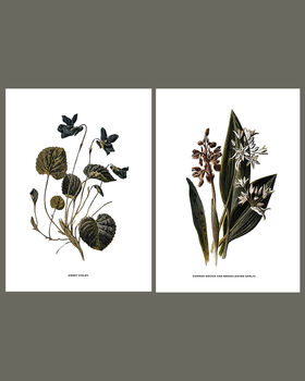 Framed Vintage Floral Art Prints: Set Of Two, 2 of 5