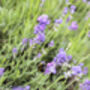 Dried Lavender Bunch, thumbnail 9 of 10