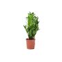 Zamioculcas Zanzibar Gem In 12cm Pot, thumbnail 5 of 7