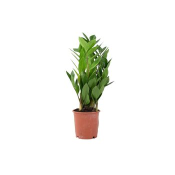 Zamioculcas Zanzibar Gem In 12cm Pot, 5 of 7
