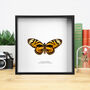Orange Mimic Swallowtail Butterfly Handcrafted Frame, thumbnail 1 of 2