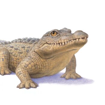 Illustrated Crocodile Print, 2 of 3
