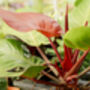 Houseplant Philodendron Red Cherry Plant In 13cm Pot, thumbnail 3 of 5