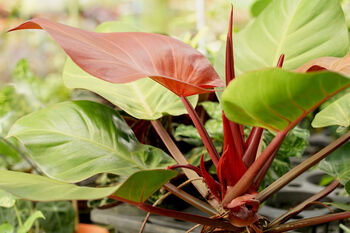 Houseplant Philodendron Red Cherry Plant In 13cm Pot, 3 of 5