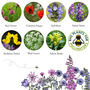 Garden Wildlife Wildflower Seed Box Gift Collection, thumbnail 12 of 12