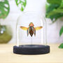 Rainbow Jewel Beetle Insect Bug Entomology Taxidermy Bell Jar, thumbnail 1 of 3