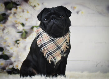 Frayed Barkberry Tan And White Plaid Bandana Scamps, 3 of 3