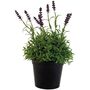 Artificial Lavender In Pot, thumbnail 2 of 6