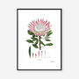 King Protea White, Botanical Art Print, thumbnail 2 of 2