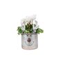 Metal Reindeer Planter With Red Or White Cyclamen, thumbnail 3 of 3