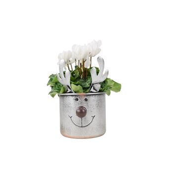Metal Reindeer Planter With Red Or White Cyclamen, 3 of 3
