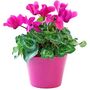 Flowering Cyclamen 'Pink' Three X Plants 9cm Pots, thumbnail 1 of 7