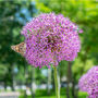 Spring Bulbs Allium 'Globemaster' 12 X Bulb Pack, thumbnail 3 of 6