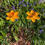 Two Cast Iron Daffodil Bird Feeders Garden Ornament, thumbnail 2 of 6